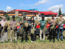 Panen Raya Serentak Banjarnegara Ketahanan Pangan Nasional