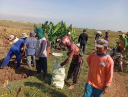 Petani Desa Parean Girang Gotong Royong Bangun Bendungan Hadapi Krisis Air di Musim Tanam Kedua