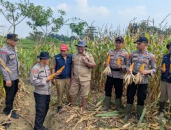 Panen Jagung di Kesesi, Wujud Sinergi Polisi dan Petani Dukung Ketahanan Pangan