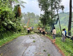 Tanggap Cepat Petugas Atasi Pohon Tumbang di Jalur Paninggaran–Kajen Akibat Hujan dan Angin Kencang