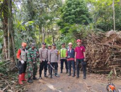 Pohon Bambu Ambruk Tutup Jalan Karanggondang–Lolong, Polisi dan BPBD Gerak Cepat Bersihkan Lokasi