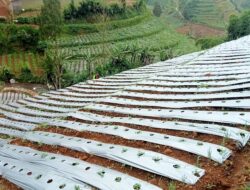 Bumdes Dhanya Lestari Dorong Produktivitas Pertanian Kentang di Desa Campursari