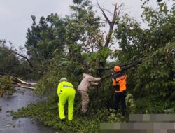 Diterjang Hujan dan Angin Kencang, Dahan Trembesi Tumbang Hambat Arus Lalu Lintas di Bojong