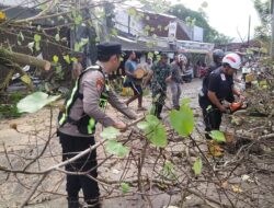 Pohon Waru Tumbang di Perempatan Terminal Kajen, Lalin Sempat Macet 30 Menit