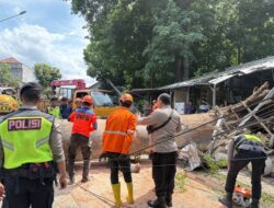 Pohon Randu Raksasa Tumbang di Wonopringgo, Dua Warga Luka dan Listrik Sempat Padam