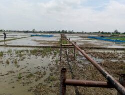 Petani Losarang Keluhkan Jalur Pipa Gas Pertamina, Hampir 13 Tahun Tanpa Kejelasan Ganti Rugi