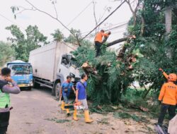 Pohon Tumbang Timpa Truk, Lalu Lintas Jalan Sragi–Bojong Pekalongan Macet Total