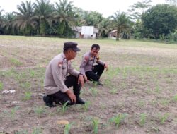 Begini Jurus Personel Polsek Kelayang Wujudkan Ketahanan Pangan Nasional