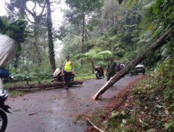 Pohon Tumbang Sempat Tutup Jalur Lebakbarang–Karanganyar, Petugas Gabungan Gerak Cepat Lakukan Evakuasi