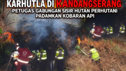 Karhutla di Kandangserang, Petugas Gabungan Sisir Hutan Perhutani Padamkan Kobaran Api