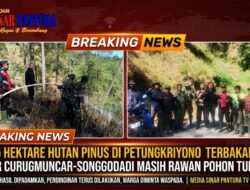 5 Hektare Hutan Pinus di Petungkriyono Terbakar, Jalur Curugmuncar–Songgodadi Masih Rawan Pohon Tumbang