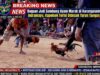 Dugaan Judi Sambung Ayam Marak di Karangasem Indramayu, Kapolsek Terisi Didesak Turun Tangan