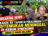 Kakek 82 Tahun di Pekalongan Ditemukan Meninggal di Kebun Singkong Usai 2 Hari Hilang